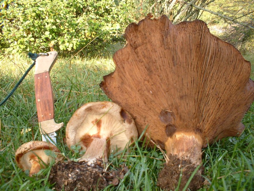 Paxillus involutus